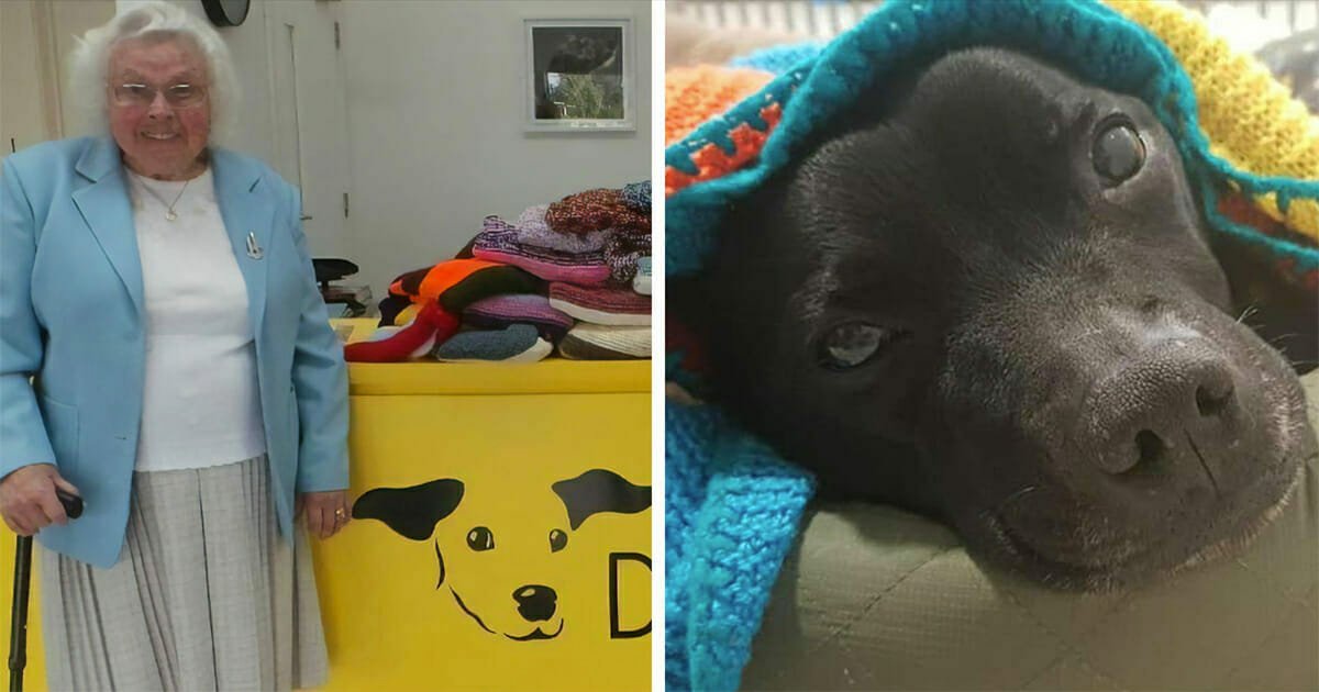 89-year-old woman has knitted more than 450 blankets for shelter dogs, and they're so cozy