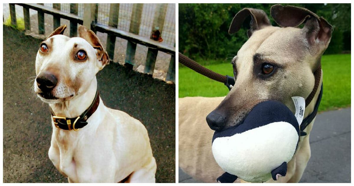 'Britain's loneliest dog' who's been in shelter for 900 days is still hoping to be adopted