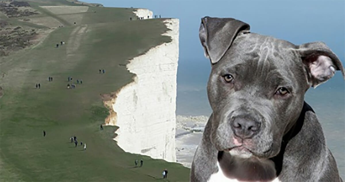 Dog saves young girl from falling off deadly 60-foot cliff