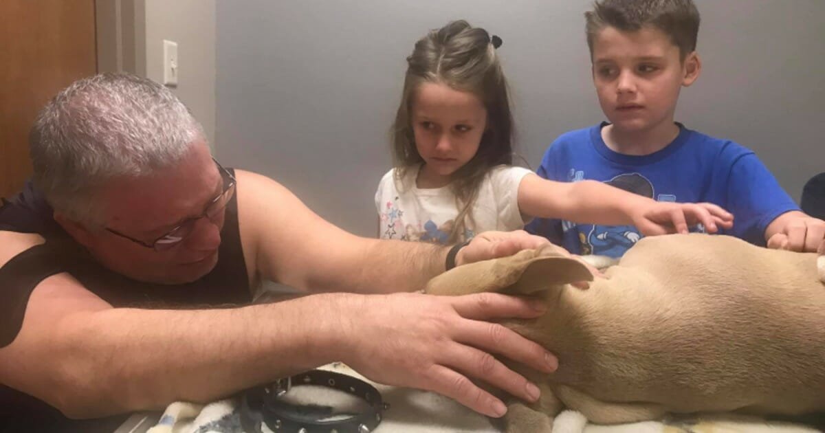 Hero pit bull dies after shielding children from venomous coral snake