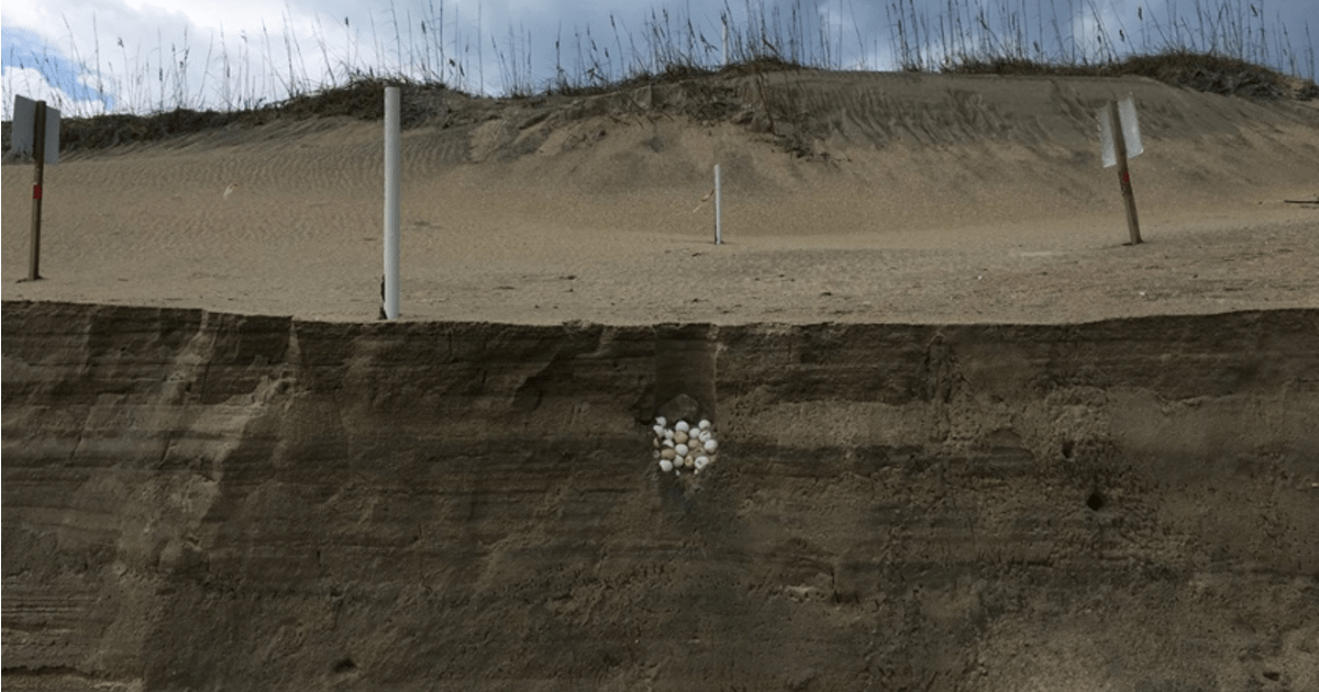 Hurricane Dorian exposes sea turtle nest on North Carolina beach