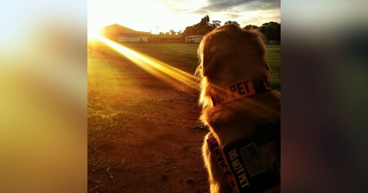Tuesday, the service dog who helped an Iraqi veteran and raised awareness about PTSD, has died