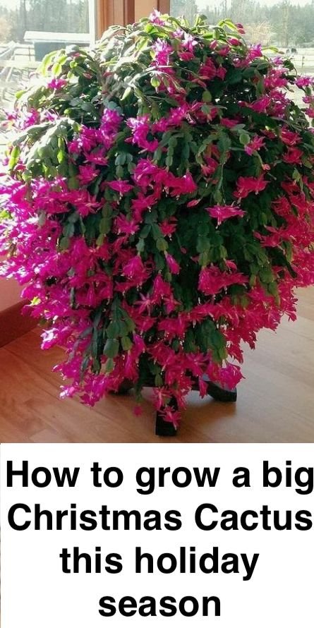 How to grow a big Christmas cactus this holiday season