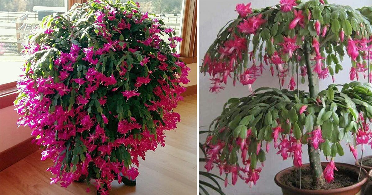 How to grow a big Christmas cactus this holiday season