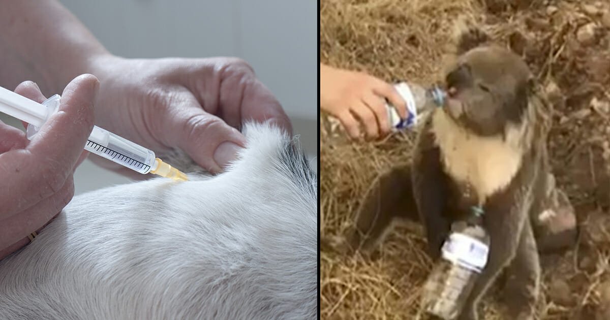 Australian vets forced to mass euthanise suffering animals burnt in raging bushfires