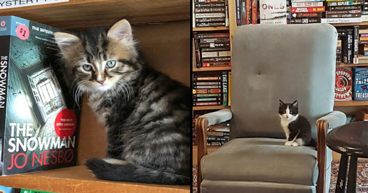 Kittens roam free in this Canadian bookstore and customers can even adopt them