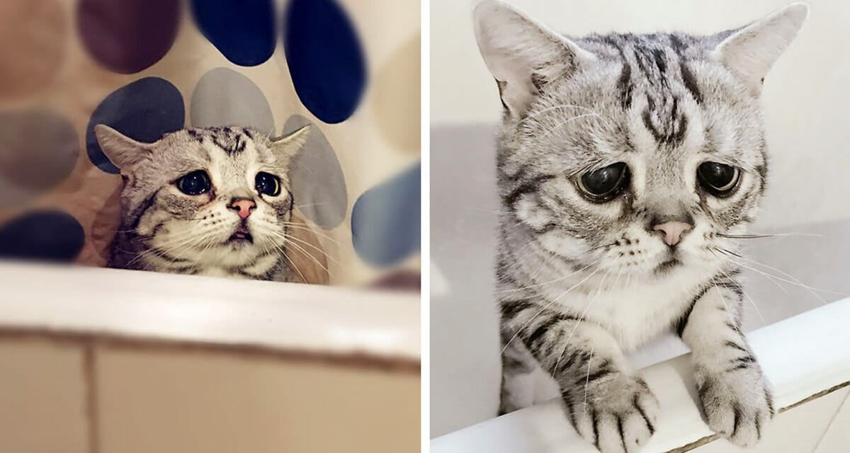 Meet Luhu, the saddest cat in the world